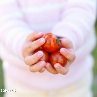Mains tenant des mini tomates bio