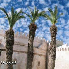 Essaouira, Maroc, palmiers