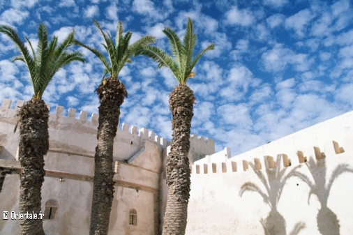 Essaouira, Maroc, palmiers
