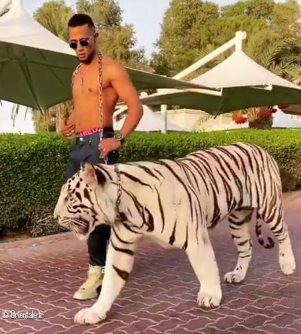 Mohamed Ramadan avec son tigre blanc