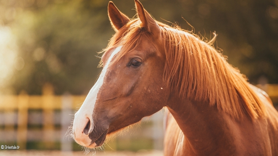 Le cheval est un symbole de beauté