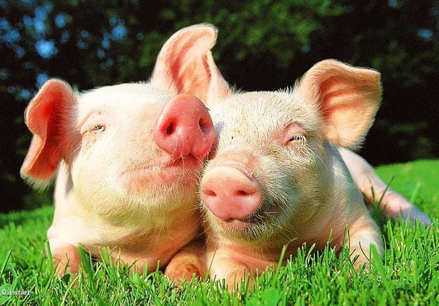 Un couple de cochons