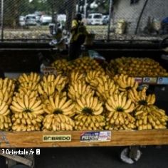 Comptoir de bananes